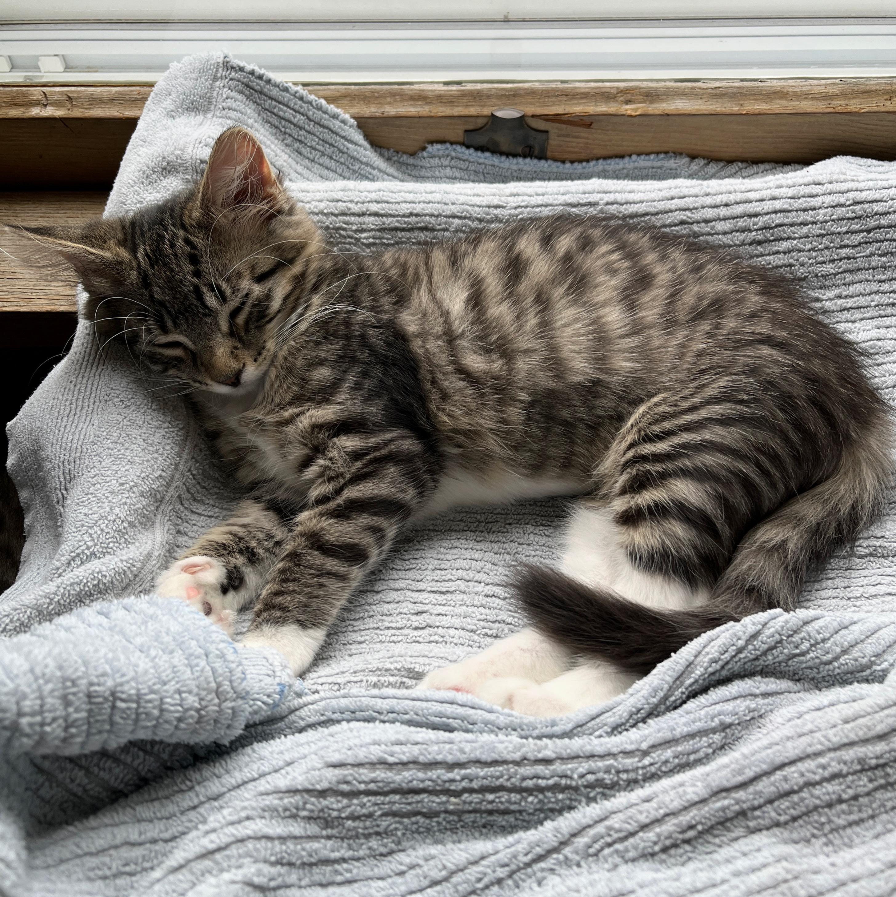 Starfire, an adopted mixed breed in Neenah, WI image 6/6