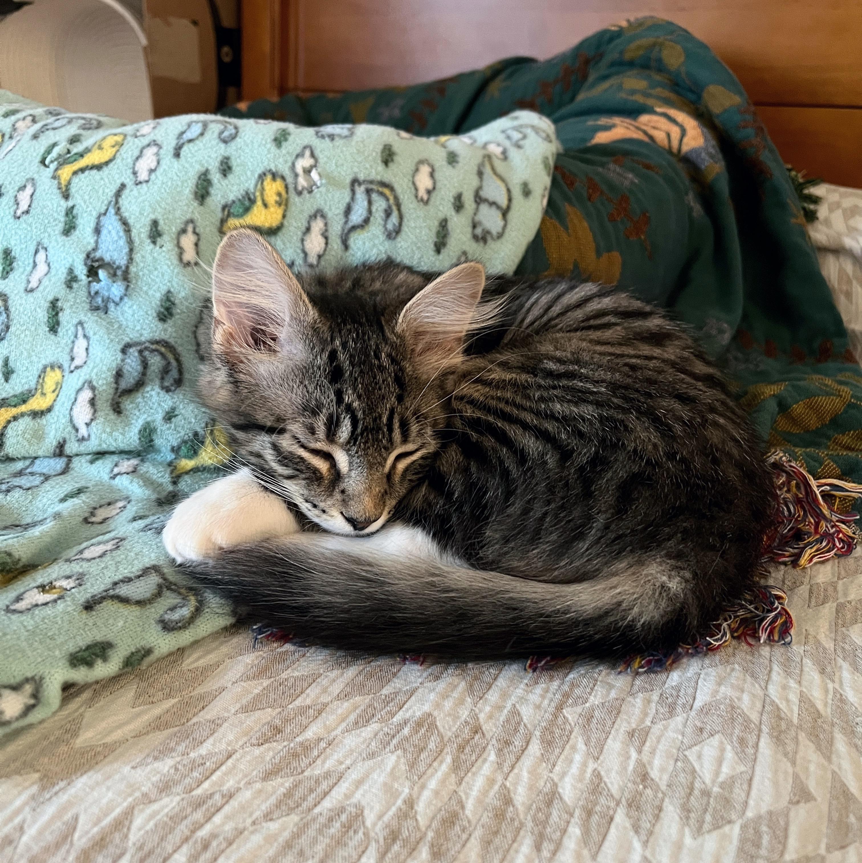 Starfire, an adopted mixed breed in Neenah, WI image 2/6