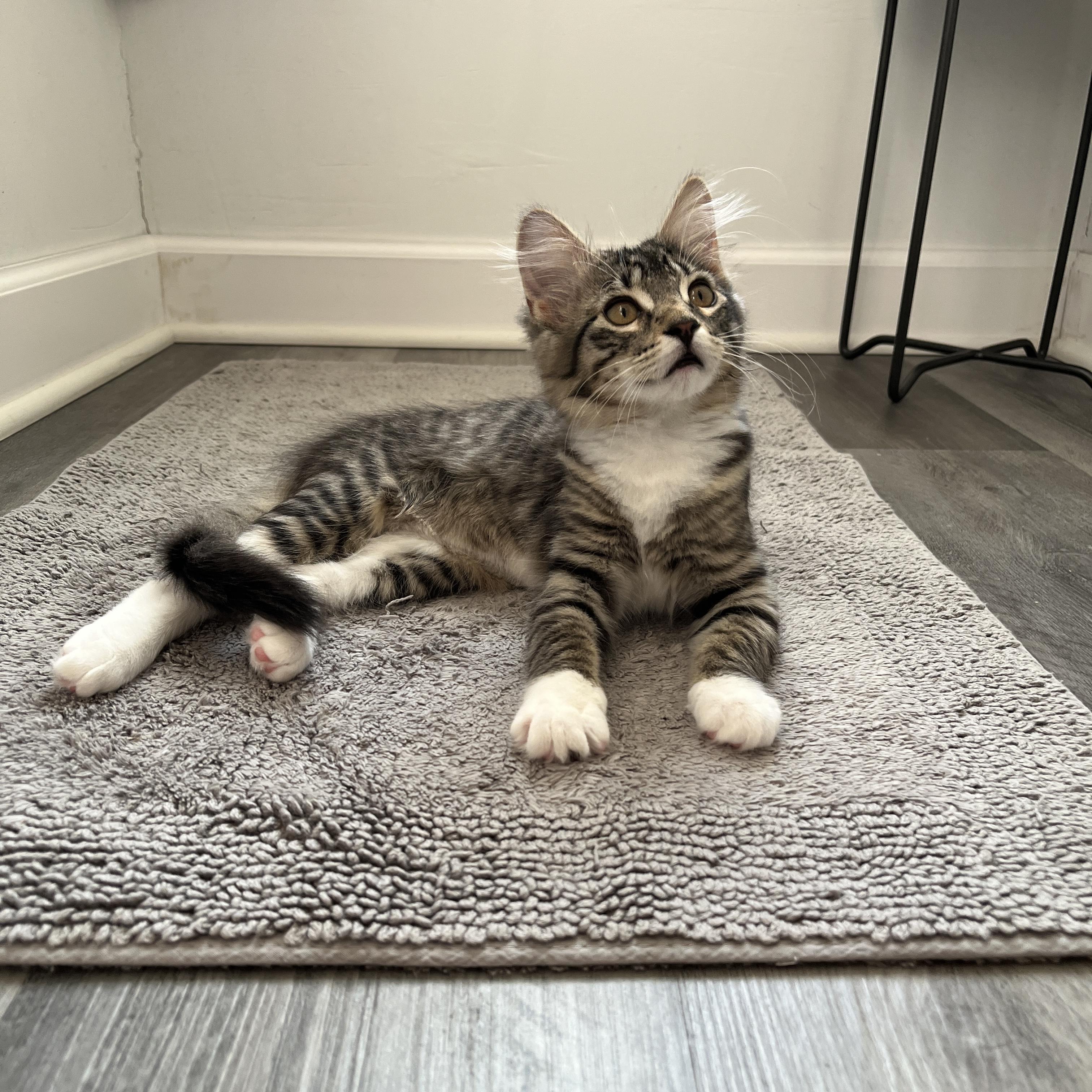 Starfire, an adopted mixed breed in Neenah, WI image 5/6