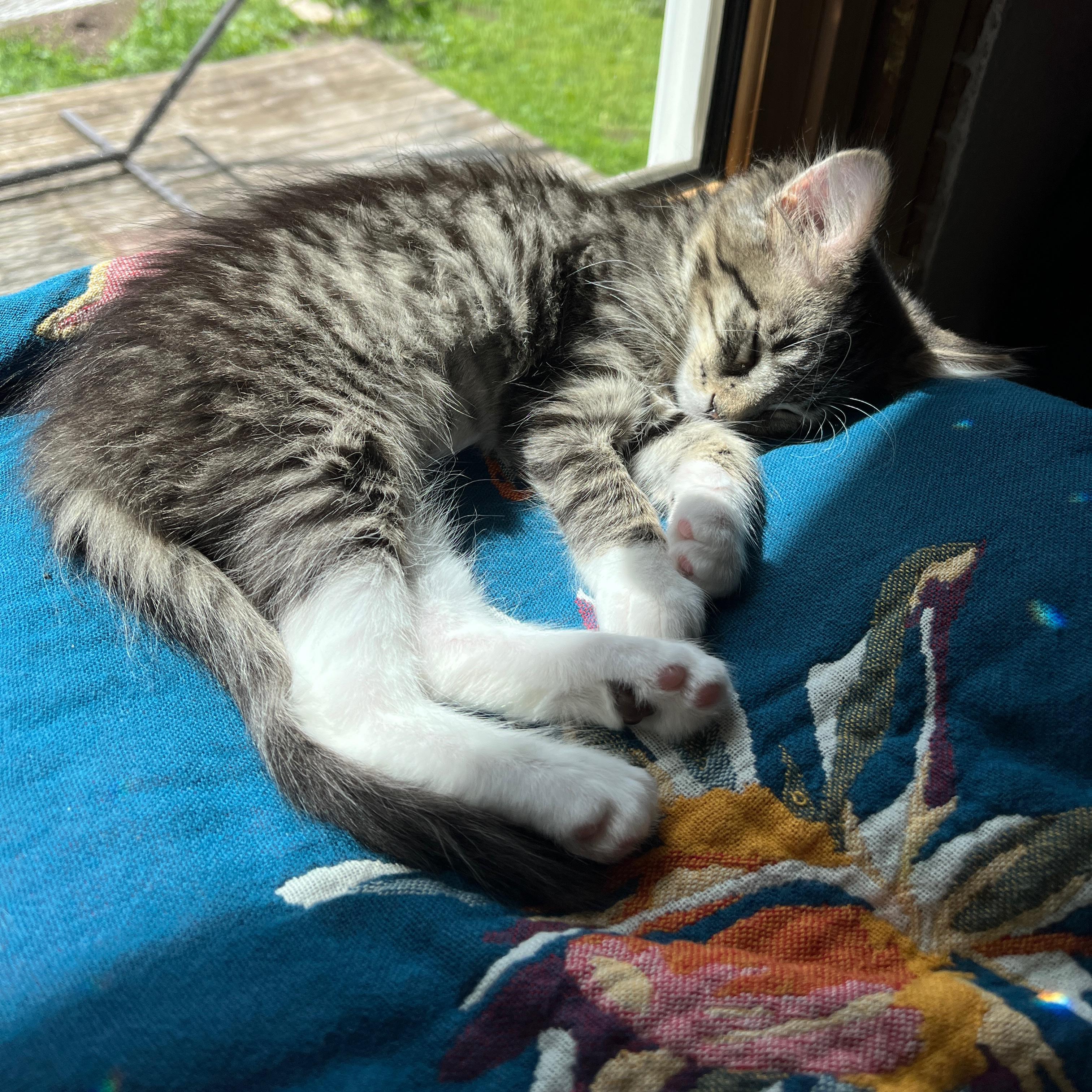 Starfire, an adopted mixed breed in Neenah, WI image 4/6