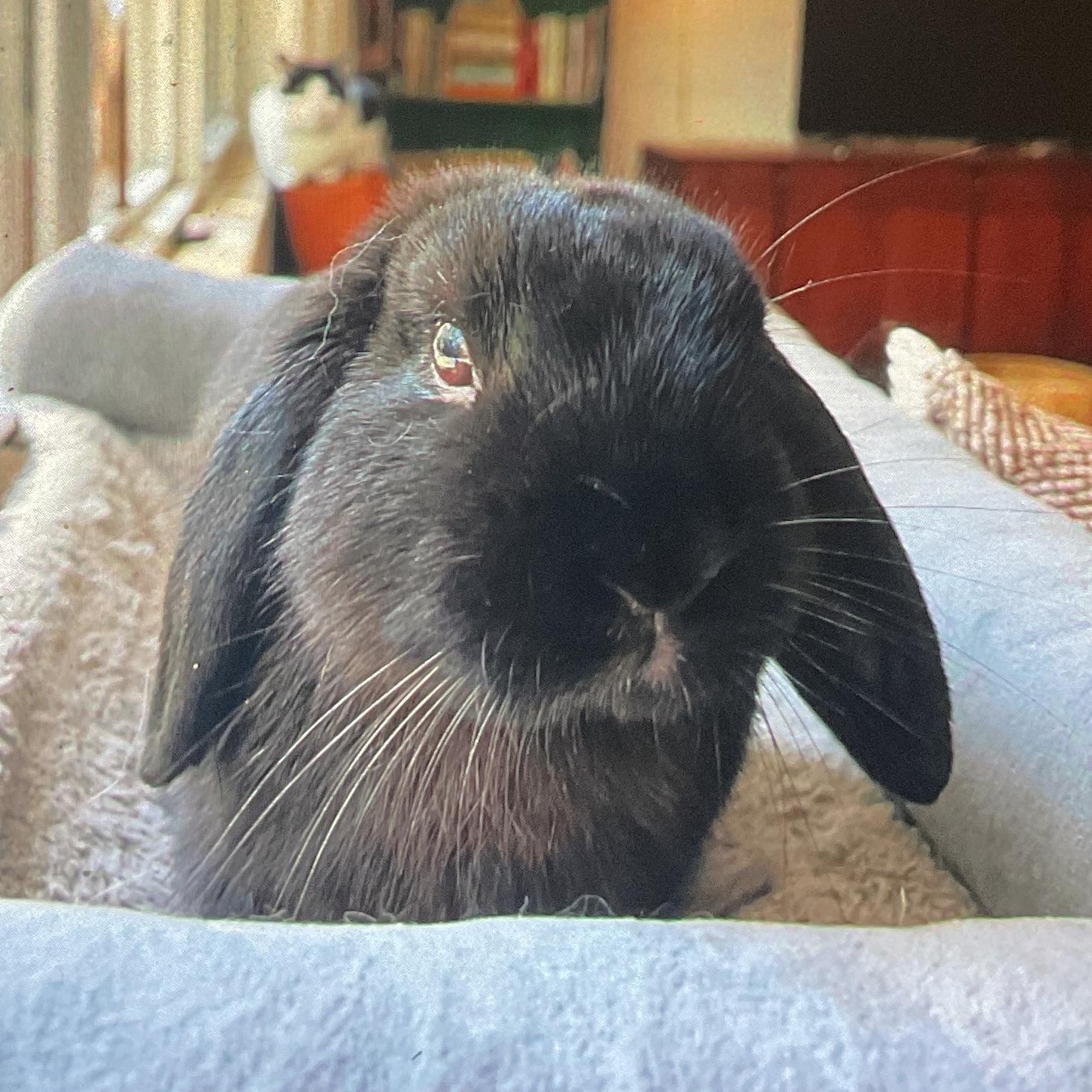 Enlarge Franklin, an adopted Lop Eared in FOLEY, AL image 3/3