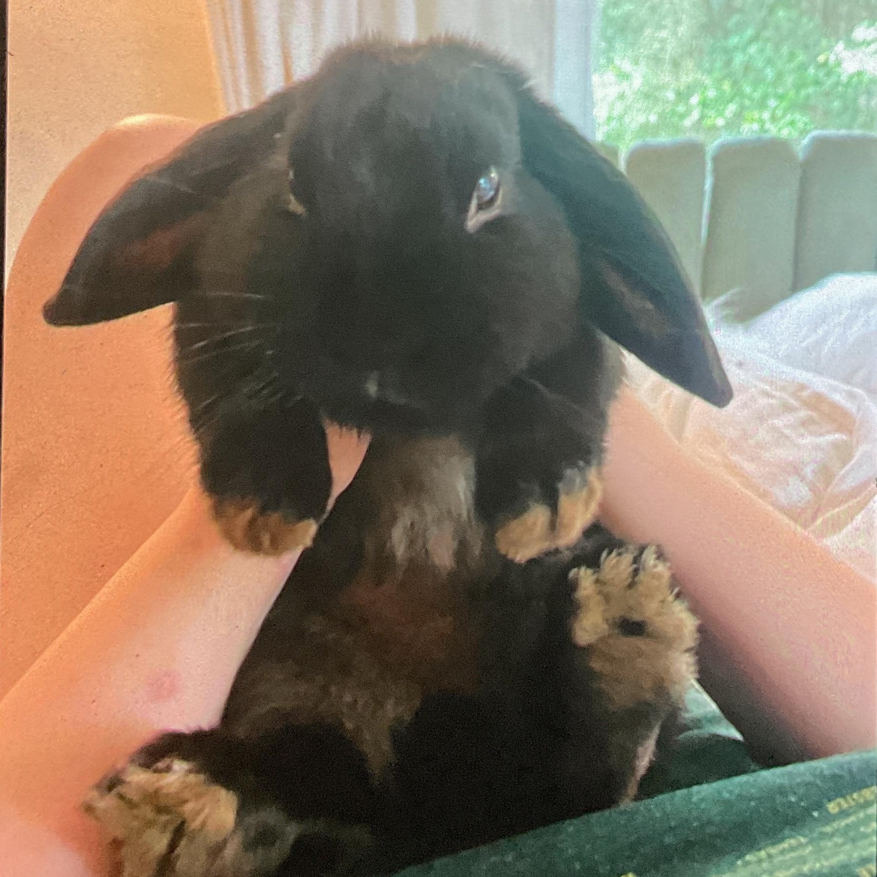 Enlarge Franklin, an adopted Lop Eared in FOLEY, AL image 2/3
