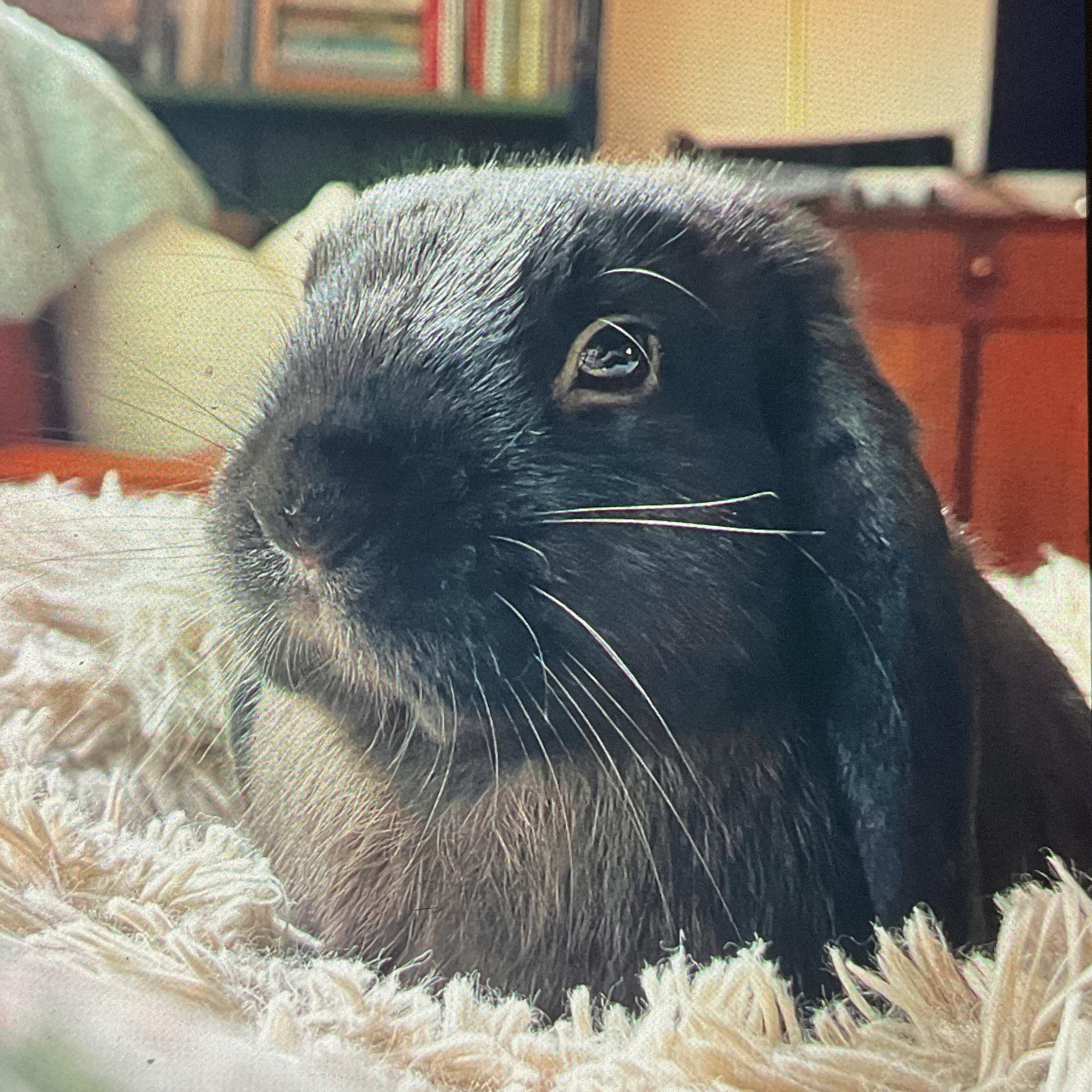 Franklin, ADOPTABLE, Adult Male Lop Eared.