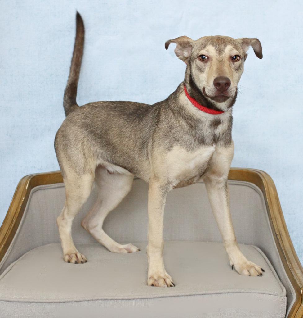 Washington, Adoptable, Adult Male Black Mouth Cur & Terrier.