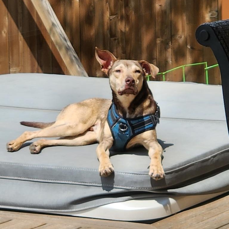 Enlarge Washington, a Adoptable mixed breed in Tyler, TX image 1/6