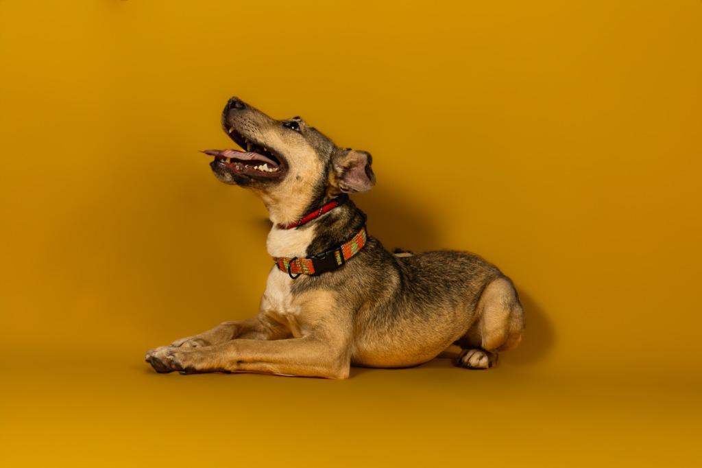 Washington, Adoptable, Adult Male Black Mouth Cur & Terrier.