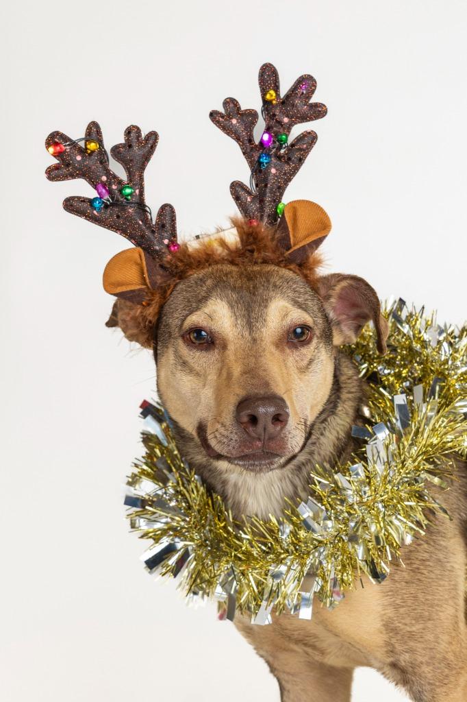 Washington, an adopted mixed breed in Tyler, TX image 5/5