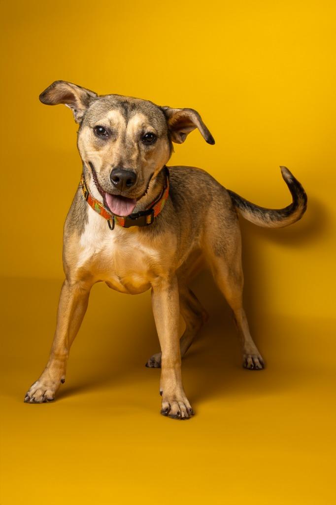 Washington, a Adoptable mixed breed in Tyler, TX image 2/3