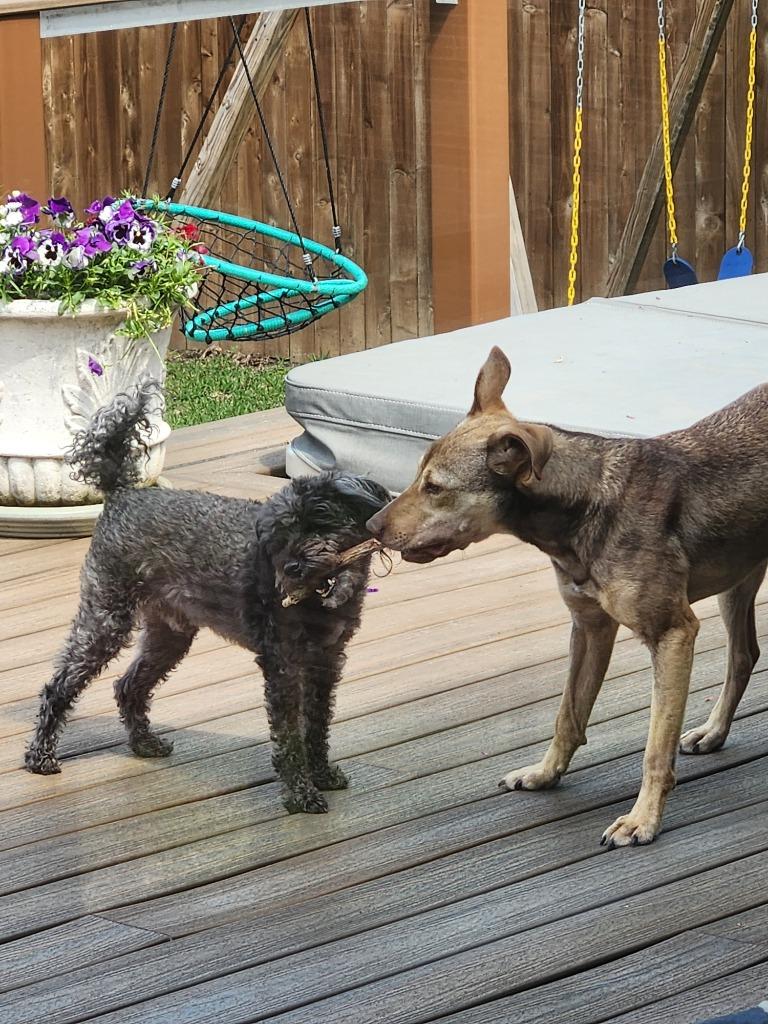 Enlarge Washington, a Adoptable mixed breed in Tyler, TX image 6/6