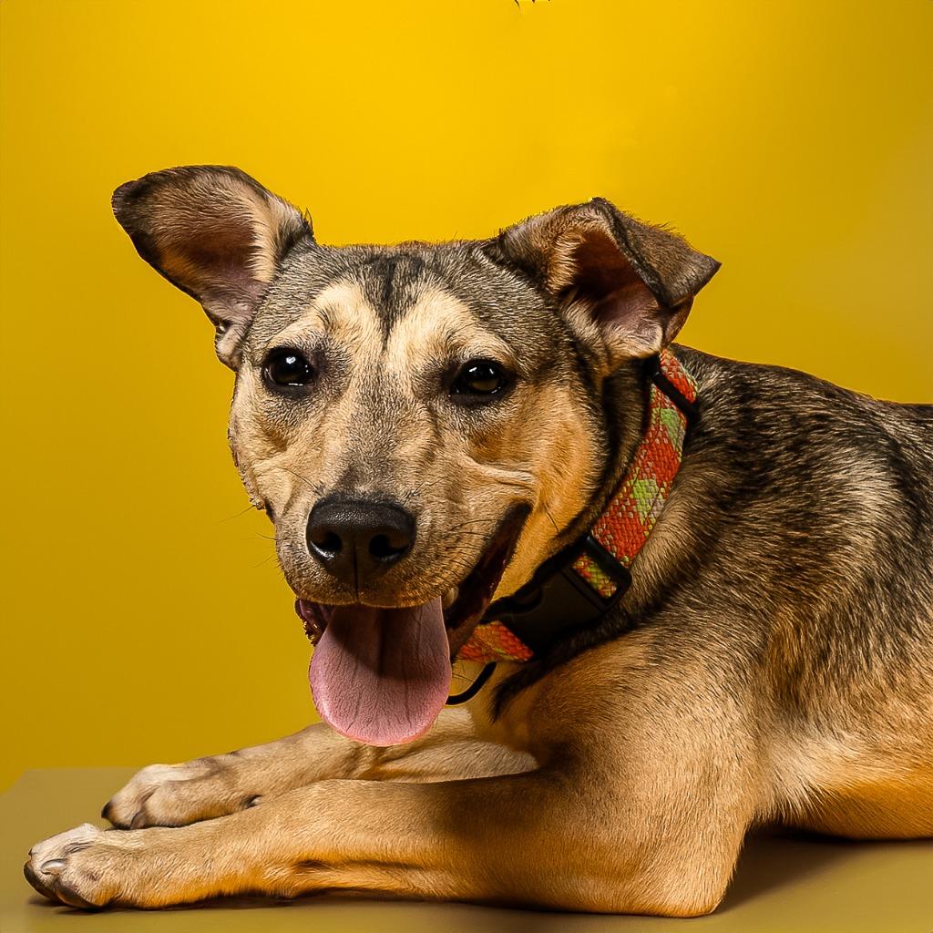 Washington, Adoptable, Adult Male Black Mouth Cur & Terrier.