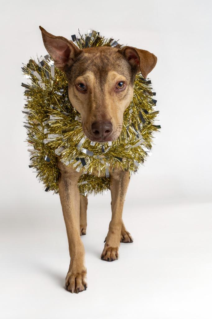 Washington, an adopted mixed breed in Tyler, TX image 4/5