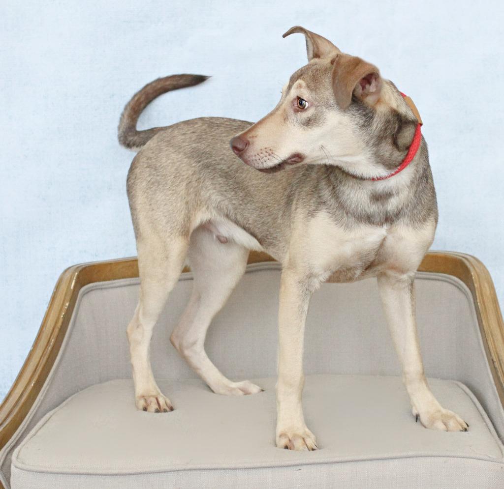 Enlarge Washington, a Adoptable mixed breed in Tyler, TX image 4/6