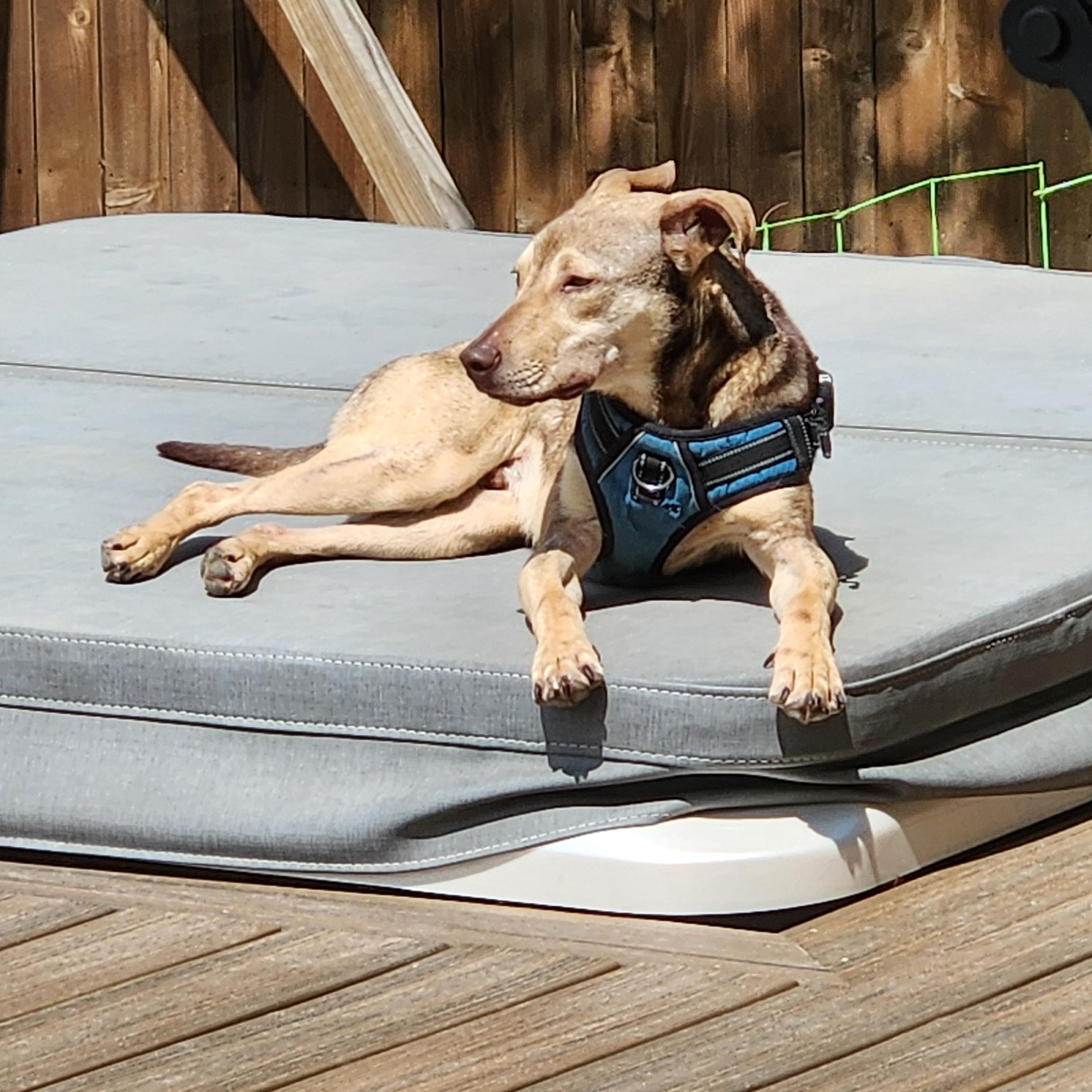 Enlarge Washington, a Adoptable mixed breed in Tyler, TX image 2/6