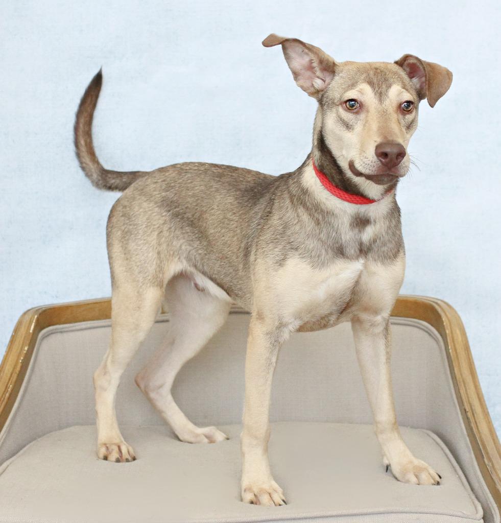 Enlarge Washington, a Adoptable mixed breed in Tyler, TX image 5/6