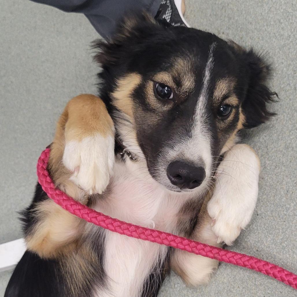 Bella, Adoptable, Young Female Australian Shepherd & Mixed Breed.
