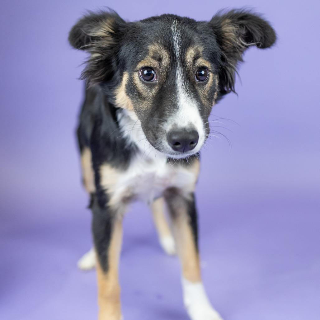 Enlarge Bella, a Adoptable mixed breed in Portland, OR image 2/2