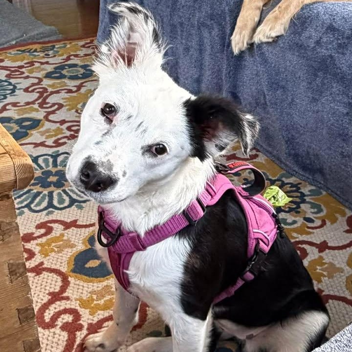 Wepa, an adoptable mixed breed in Sunderland, MD image 2/5