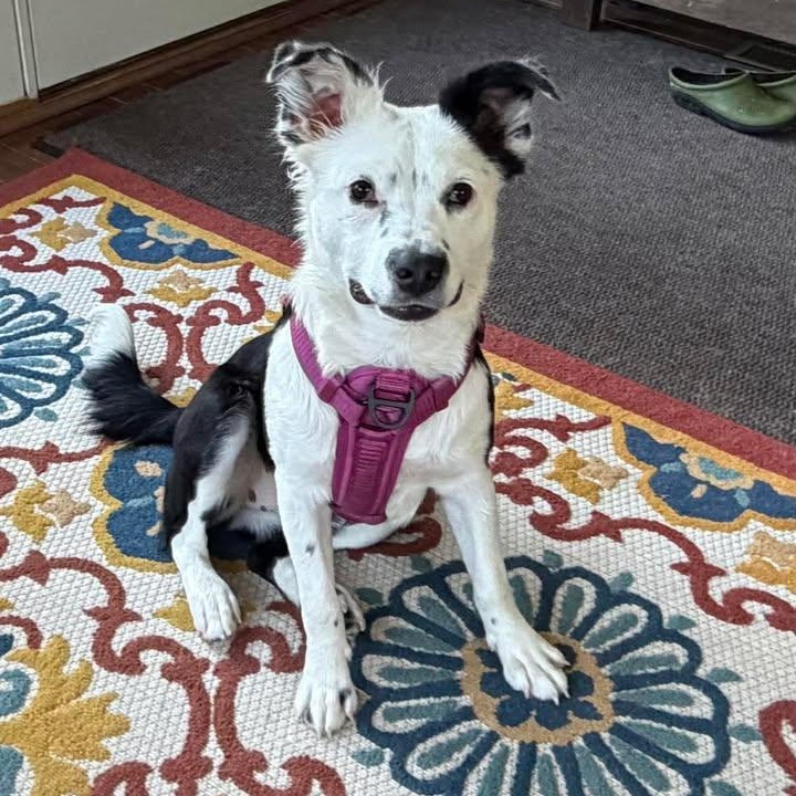 Wepa, an adoptable mixed breed in Sunderland, MD image 1/5