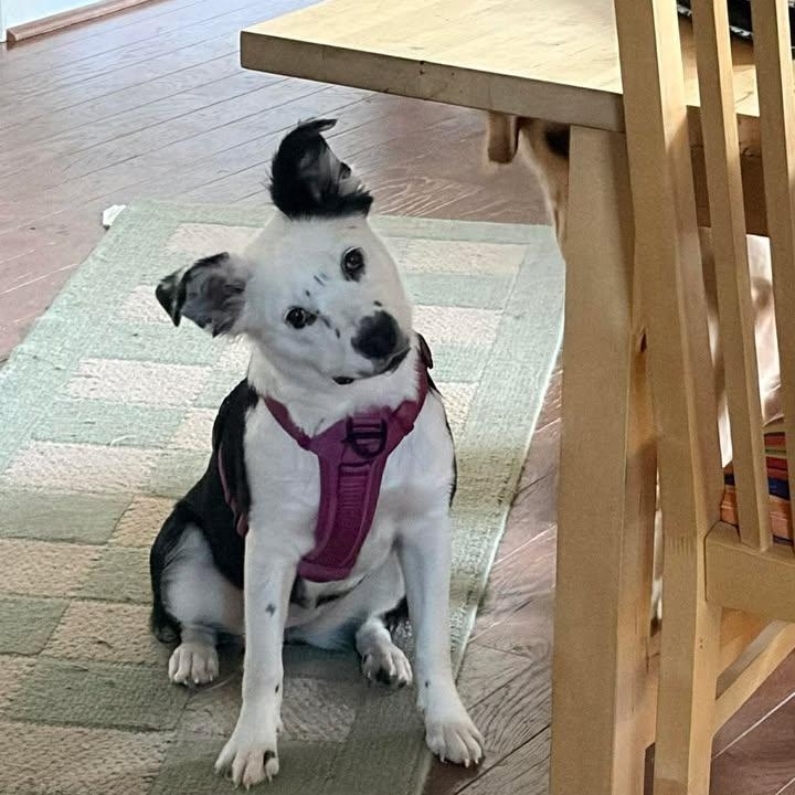 Wepa, an adoptable mixed breed in Sunderland, MD image 4/5