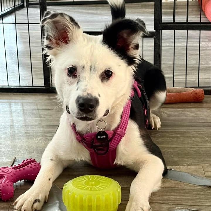 Wepa, an adoptable mixed breed in Sunderland, MD image 5/5