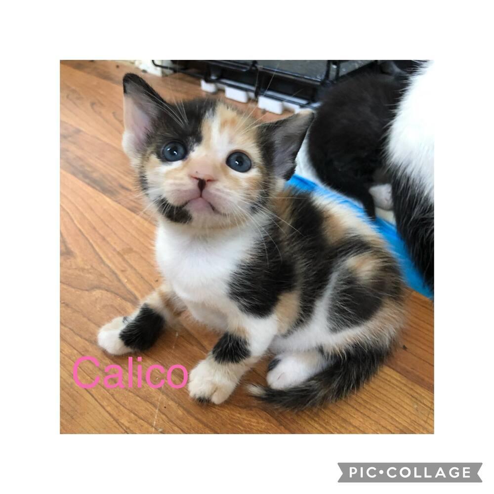 Enlarge Aira Mirage, a Adoptable Domestic Short Hair in Mount Laurel, NJ image 1/6