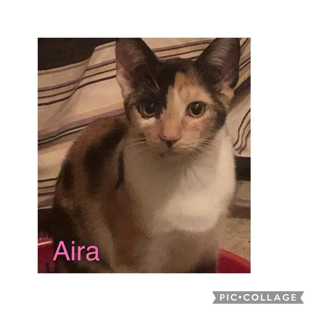 Enlarge Aira Mirage, a Adoptable Domestic Short Hair in Mount Laurel, NJ image 2/6