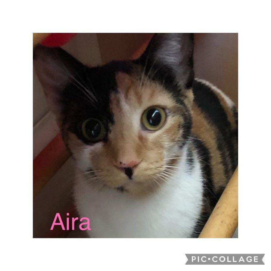 Enlarge Aira Mirage, a Adoptable Domestic Short Hair in Mount Laurel, NJ image 3/6