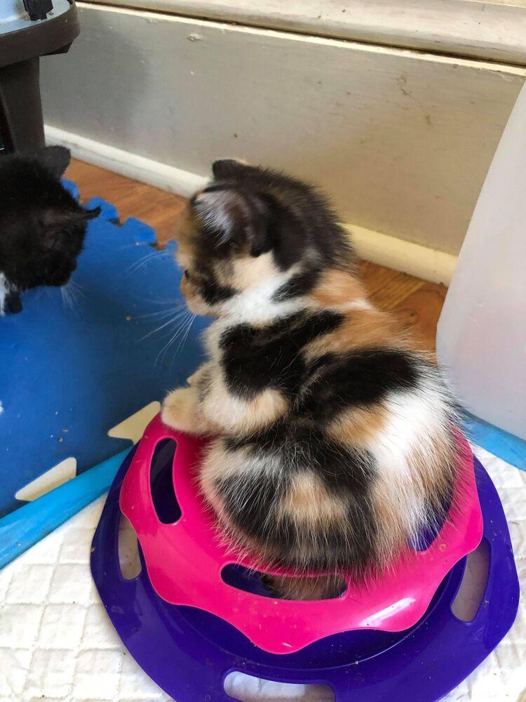 Enlarge Aira Mirage, a Adoptable Domestic Short Hair in Mount Laurel, NJ image 5/6