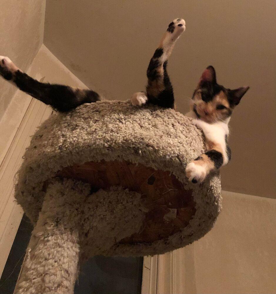 Enlarge Aira Mirage, a Adoptable Domestic Short Hair in Mount Laurel, NJ image 6/6