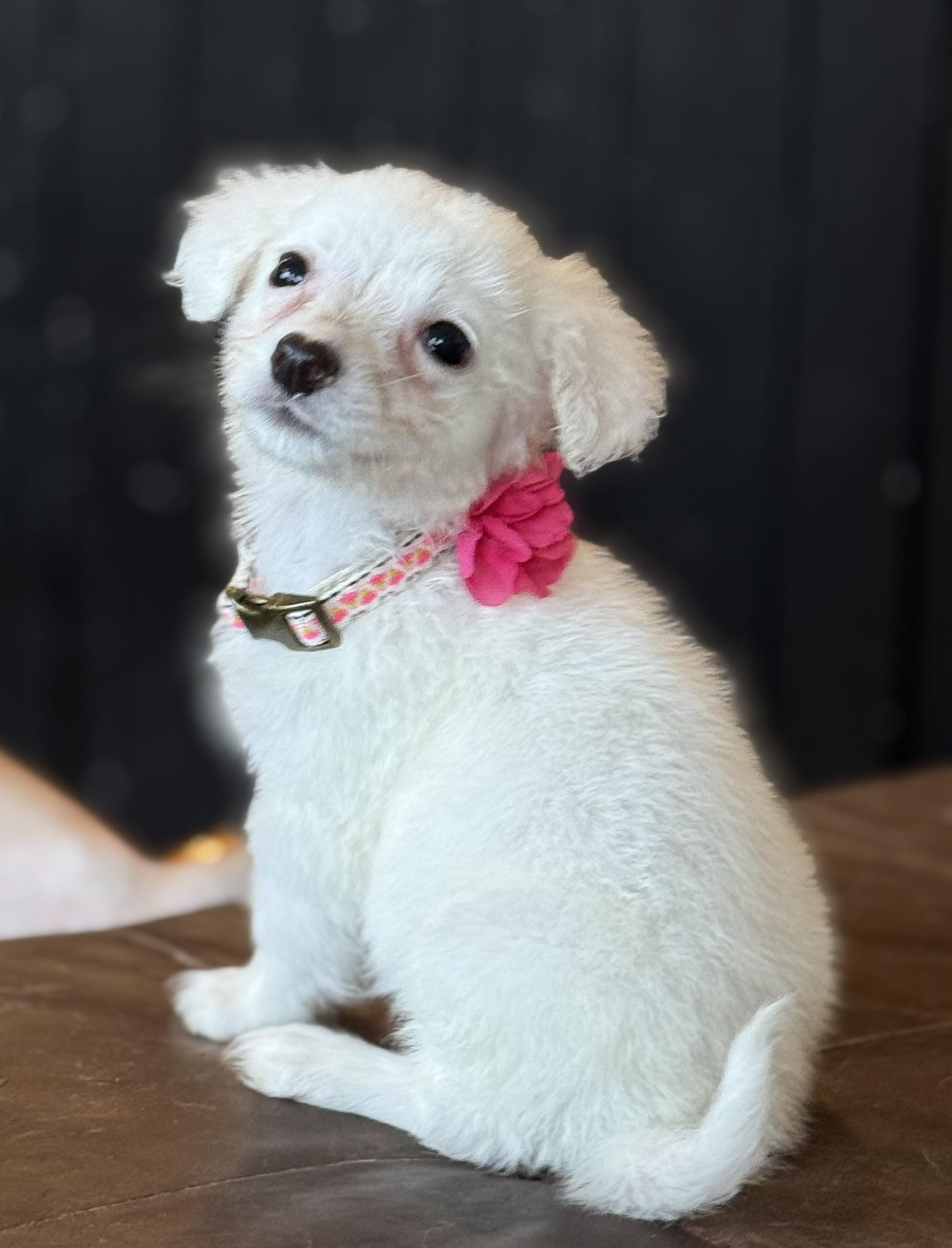 Dollly, adopted, Puppy Female Maltipoo & Chihuahua.