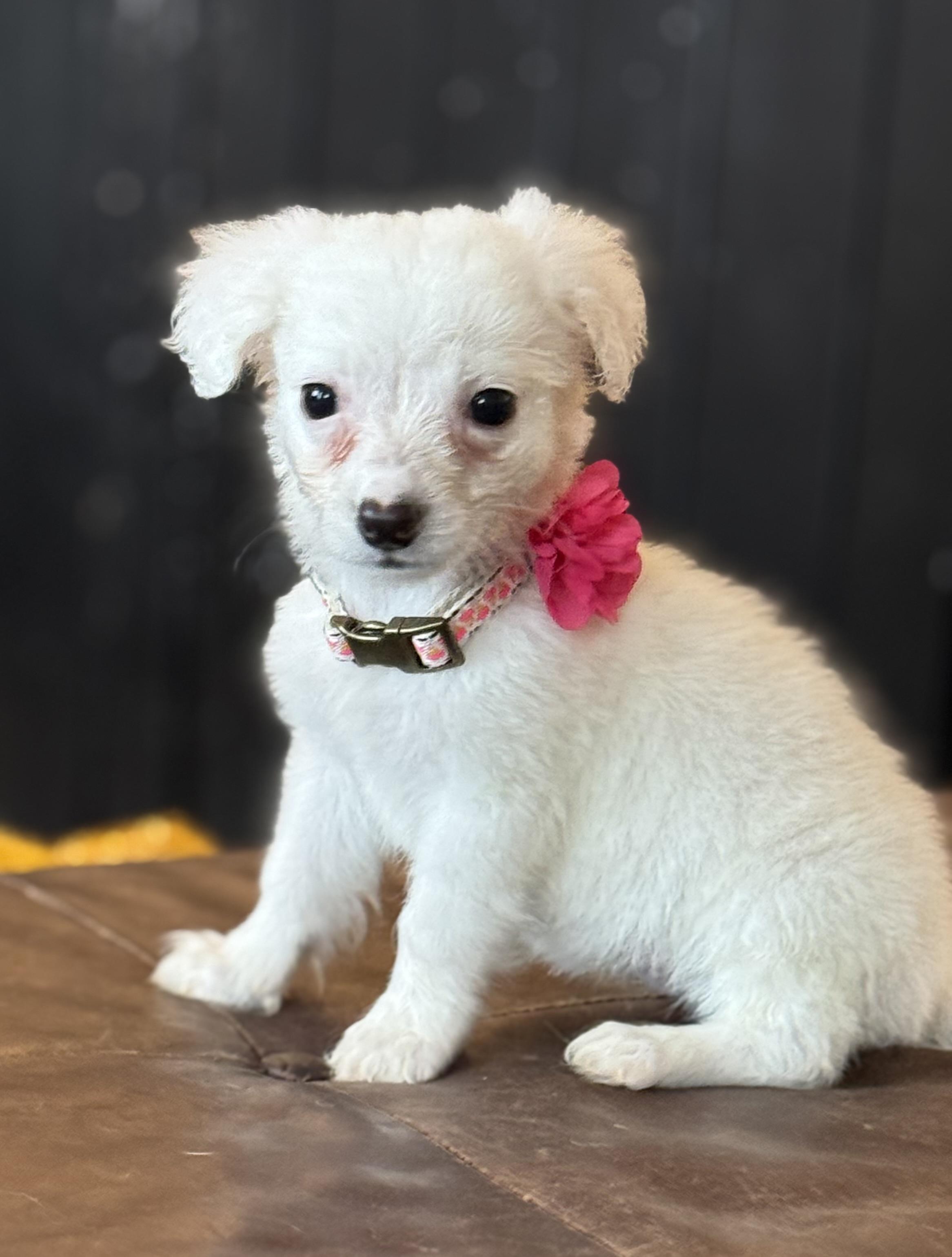 Enlarge Dollly, an adopted mixed breed in Phoenix, AZ image 2/2