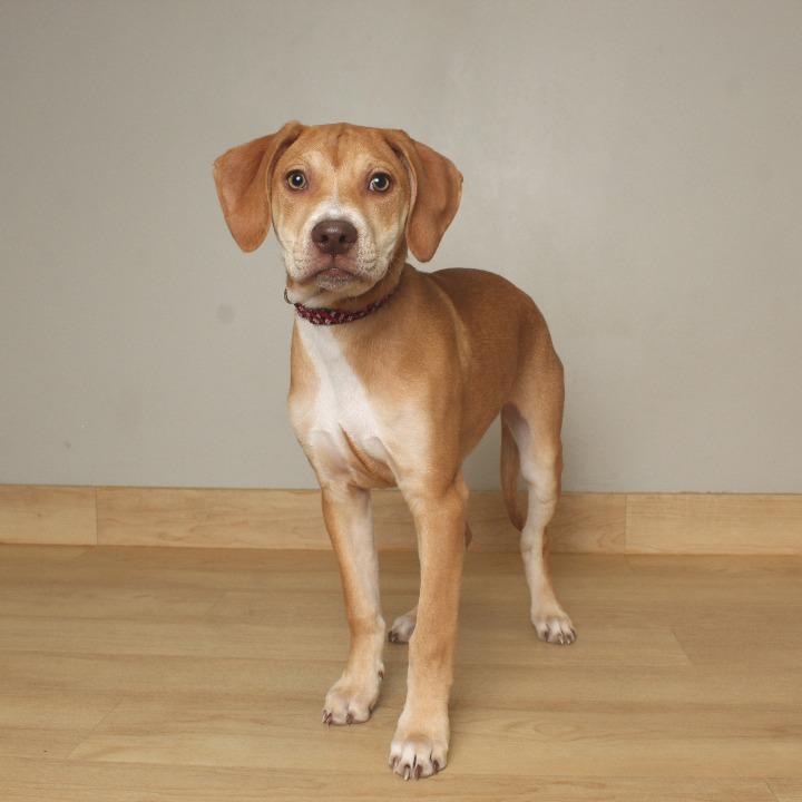 Emmy Lou D66796, Adoptable, Puppy Female Chesapeake Bay Retriever & Mixed Breed.