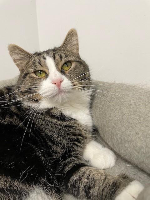 Enlarge Cindy-SPONSORED ADOPTION-FREE WITH APPROVED APPLICATION, a Adoptable Domestic Short Hair in Hayward, WI image 1/1