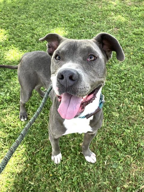 LUIGI, Adoptable, Young Male Pit Bull Terrier & Mixed Breed.