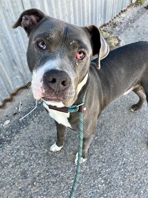 Enlarge LUIGI, a Adoptable mixed breed in Albuquerque, NM image 1/1