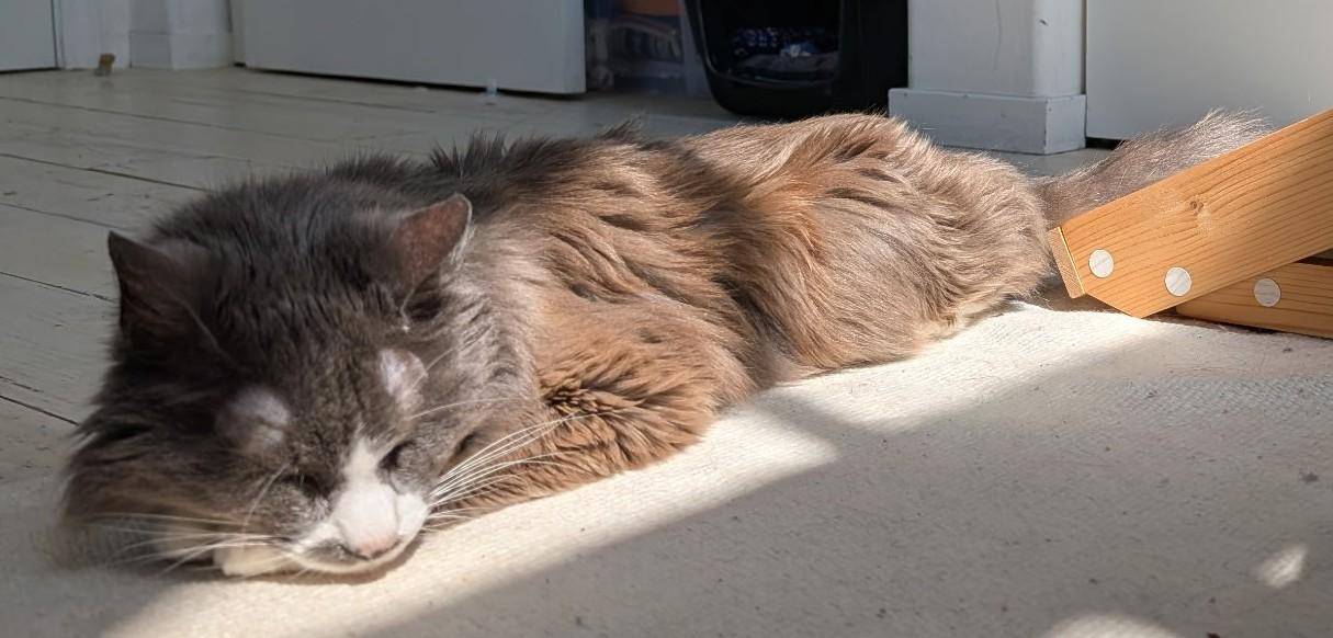 Enlarge Joey, a Adoptable Domestic Long Hair in Monterey, CA image 4/4