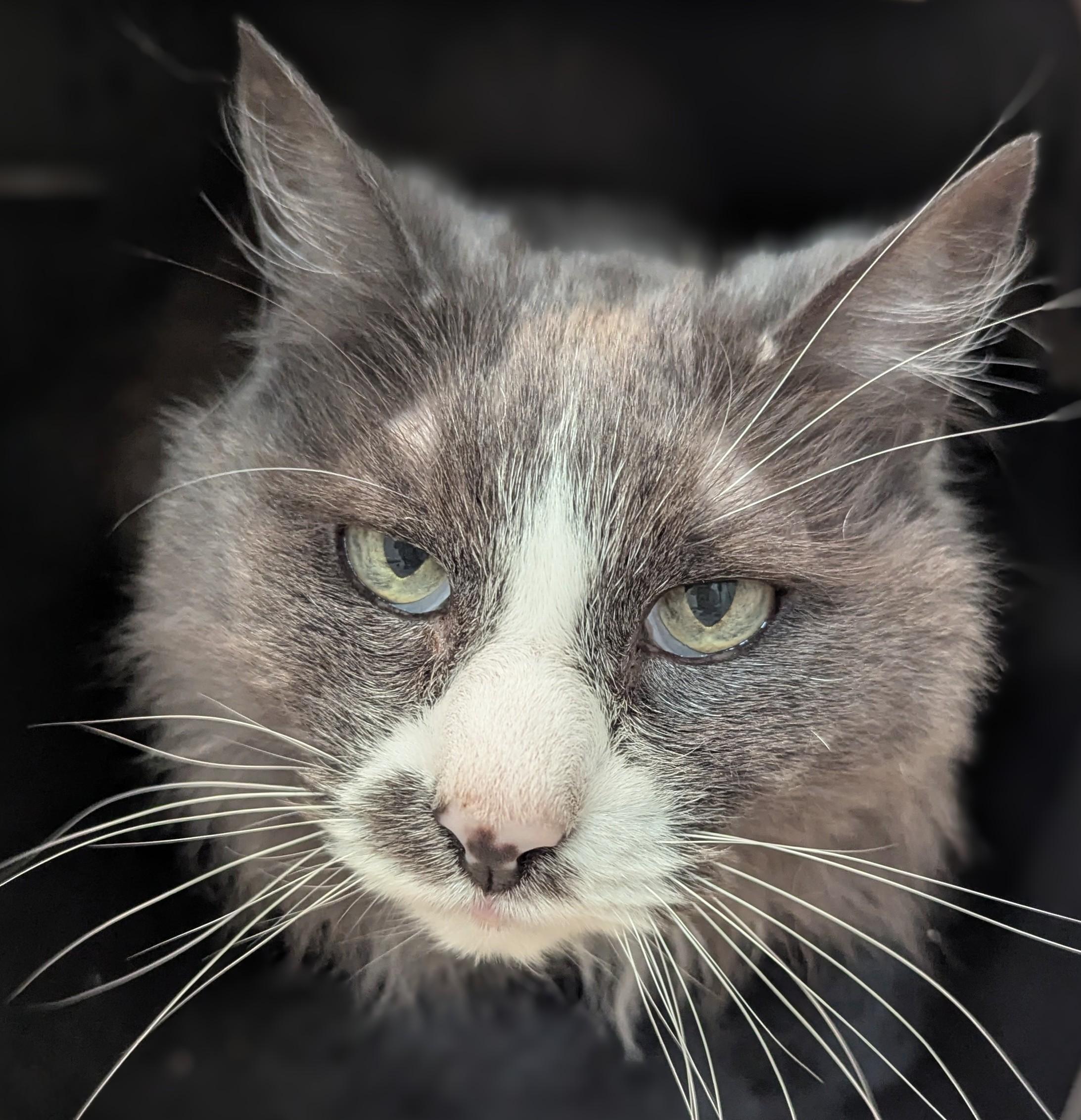 Enlarge Joey, a Adoptable Domestic Long Hair in Monterey, CA image 1/4