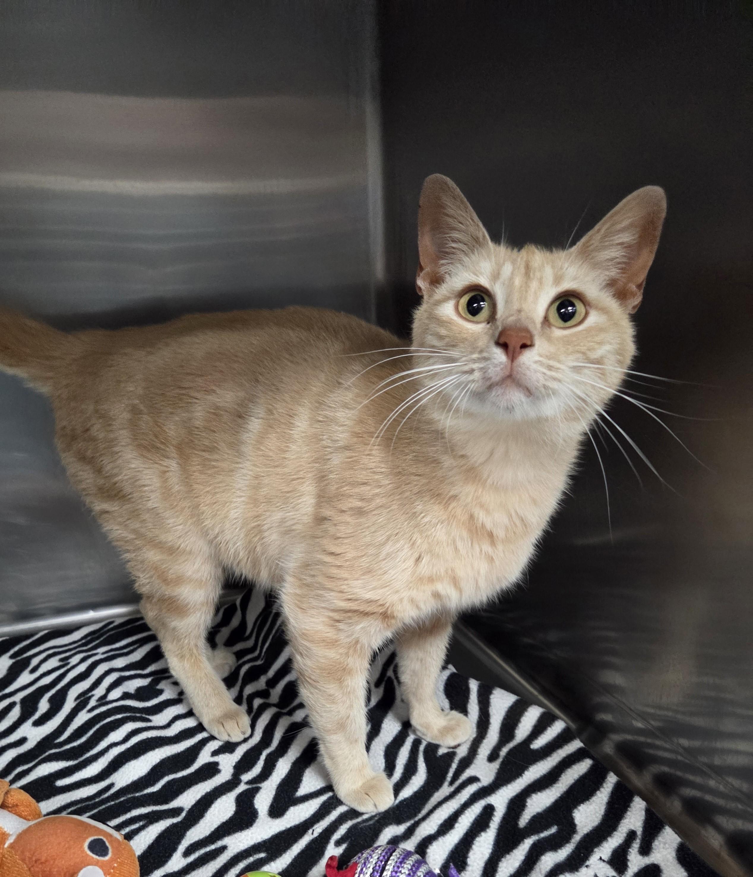 Peaches, ADOPTABLE, Adult Female Domestic Short Hair.