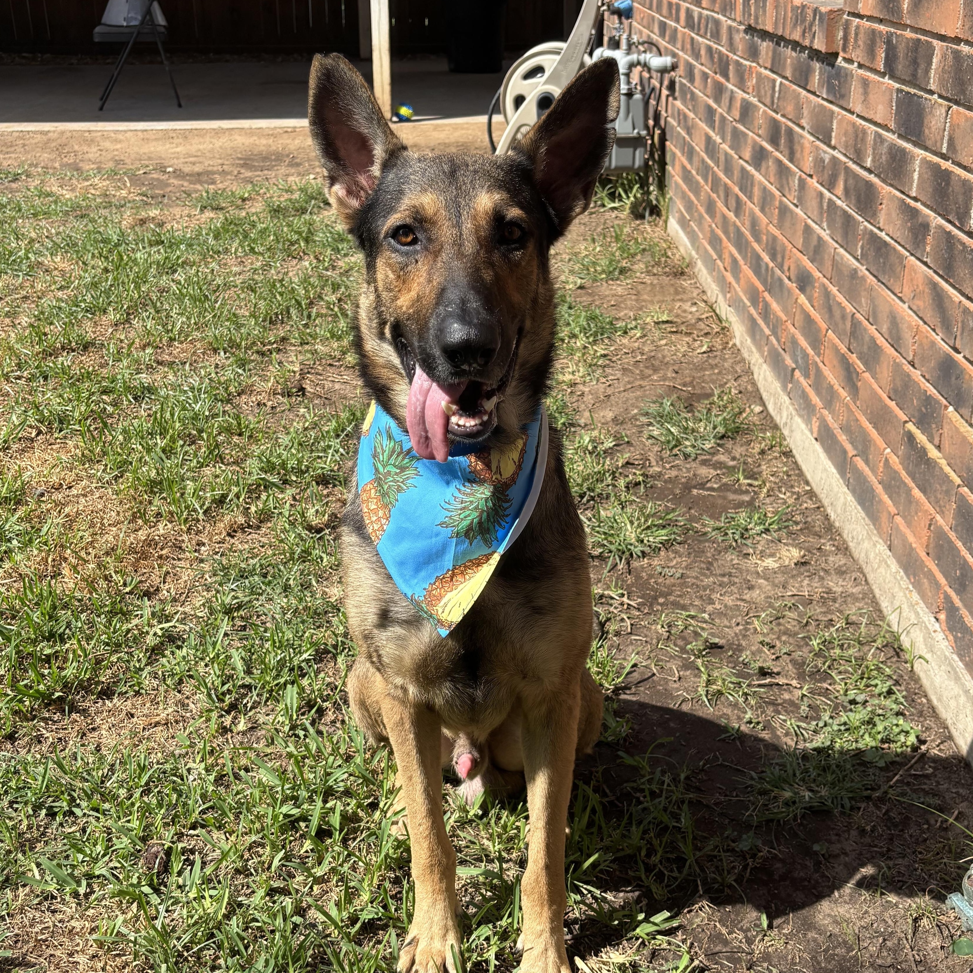 Dog for adoption - MAX GS, a German Shepherd Dog in Bellingham, WA ...
