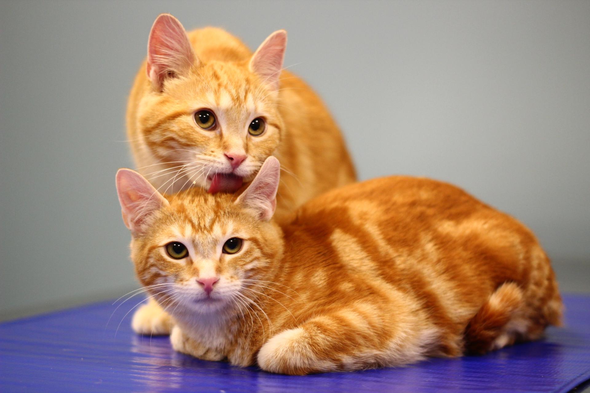 Enlarge Cheddar, a Adopted Domestic Short Hair in Toledo, OH image 1/3