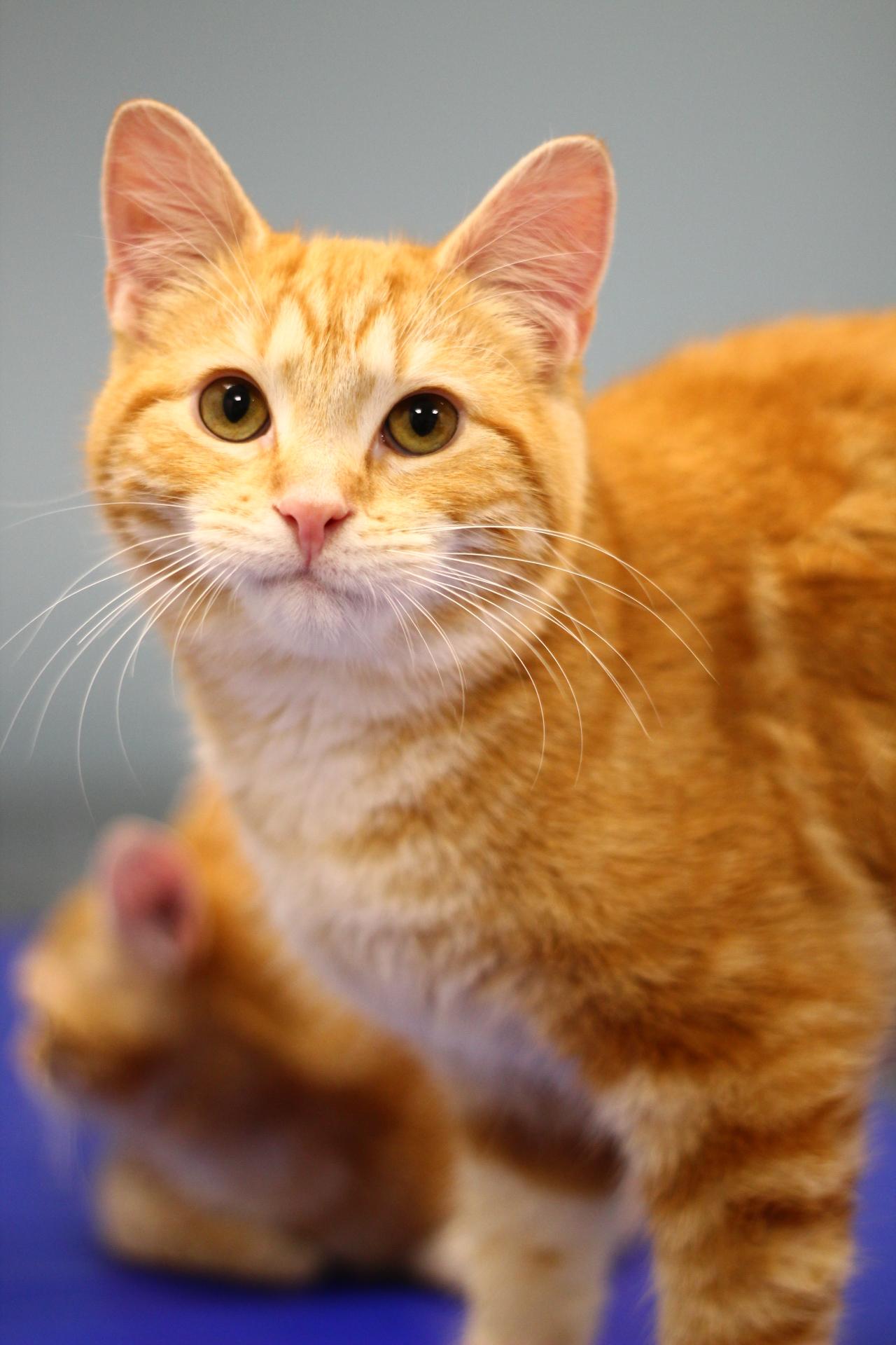 Enlarge Cheddar, a Adopted Domestic Short Hair in Toledo, OH image 2/3