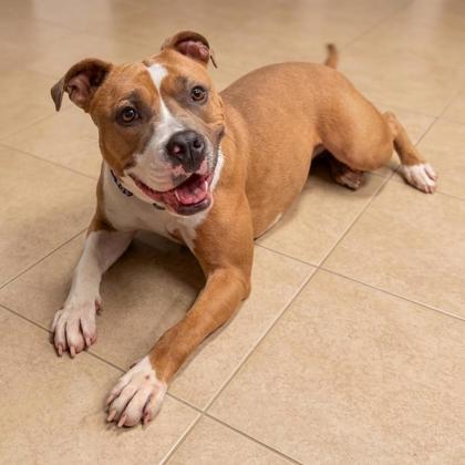 Stella, Adoptable, Adult Female Pit Bull Terrier.