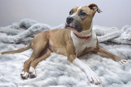 Stella, Adoptable, Adult Female Pit Bull Terrier.