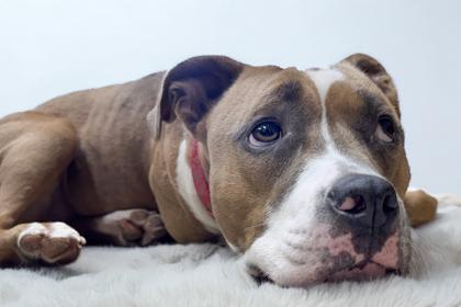 Enlarge Stella, a Adoptable mixed breed in Bedford, IN image 2/3