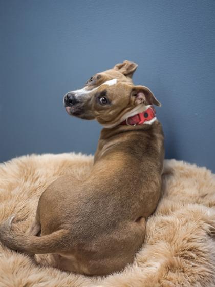 Enlarge Stella, a Adoptable mixed breed in Bedford, IN image 3/3