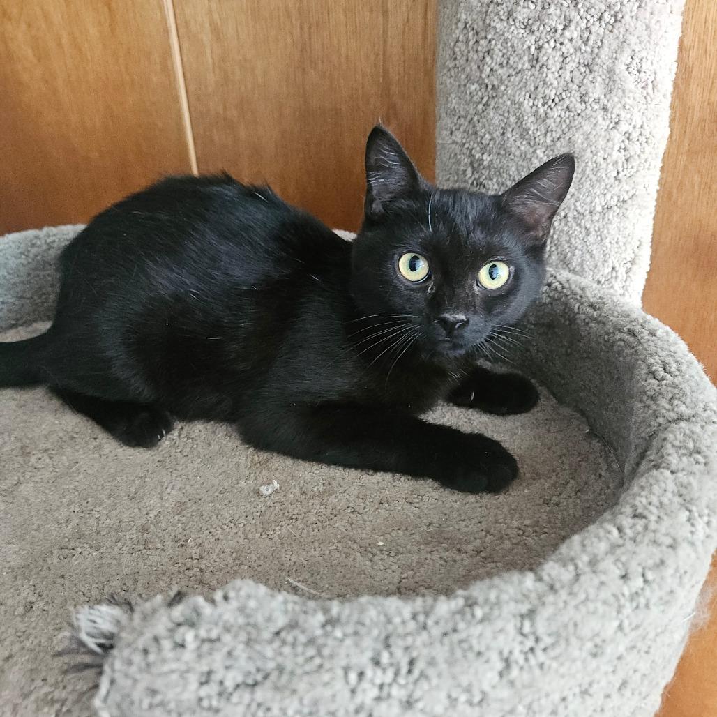 Enlarge Hericules, a Adoptable Domestic Short Hair in Ringtown, PA image 1/3