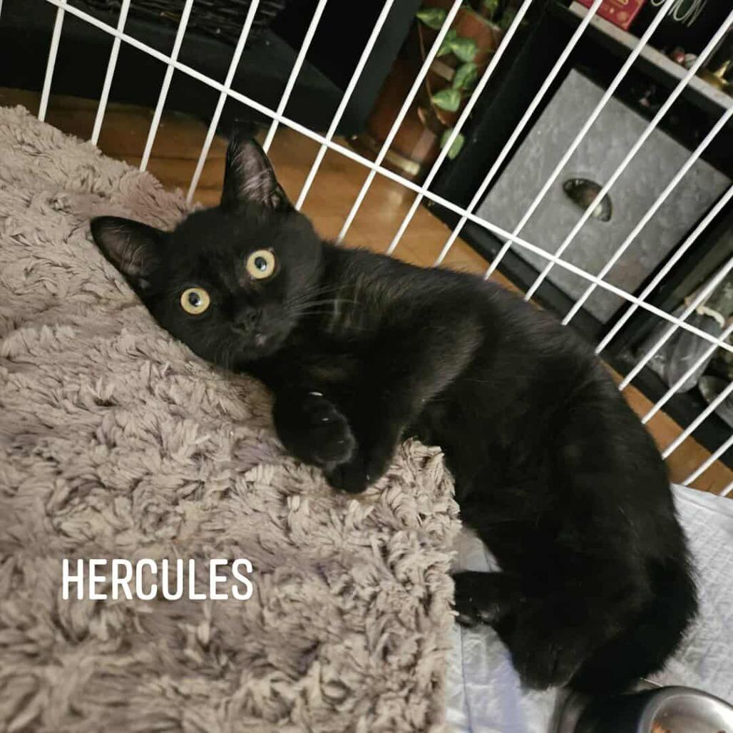 Enlarge Hericules, a Adoptable Domestic Short Hair in Ringtown, PA image 2/3