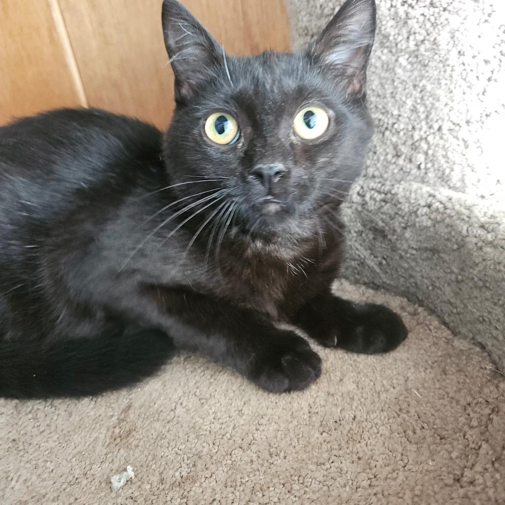 Enlarge Hericules, a Adoptable Domestic Short Hair in Ringtown, PA image 3/3