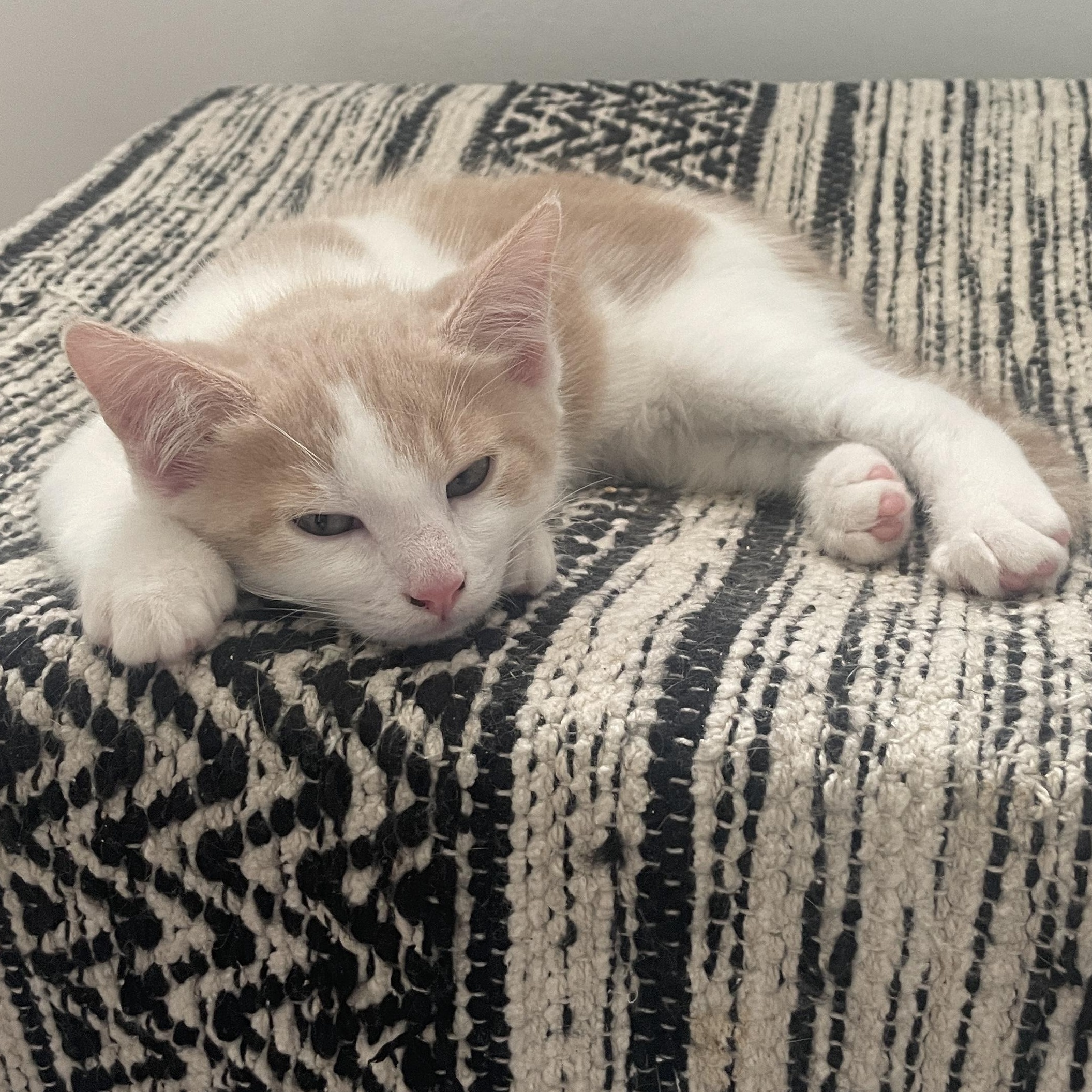 Kitten Donut photo 3