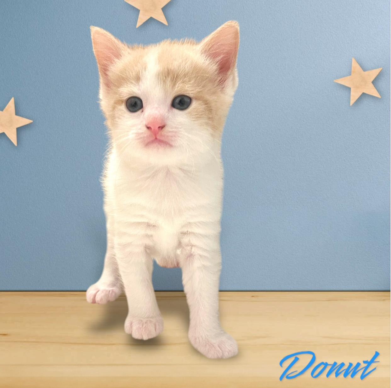 Kitten Donut photo 4